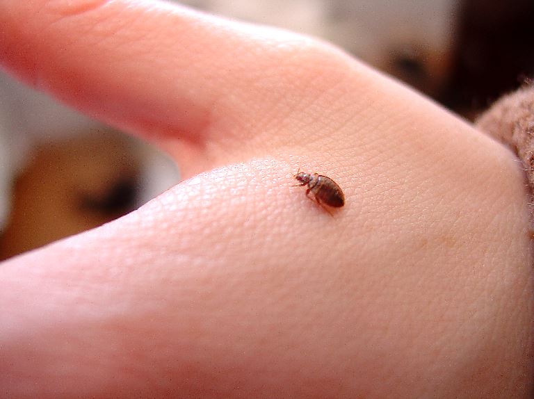 bed bug exterminator finds evidence